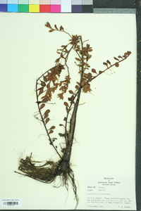 Ludwigia pilosa image