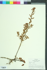 Ludwigia pilosa image