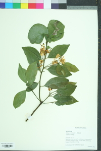 Citrus sinensis image