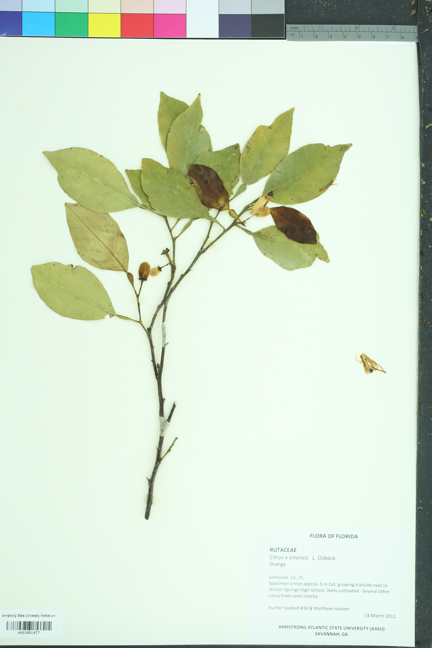 Citrus sinensis image