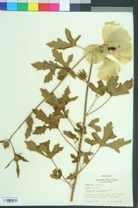 Hibiscus acetosella image