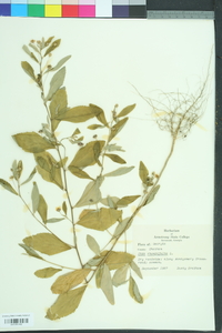 Sida rhombifolia image