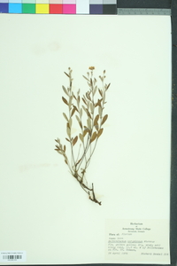 Helianthemum corymbosum image