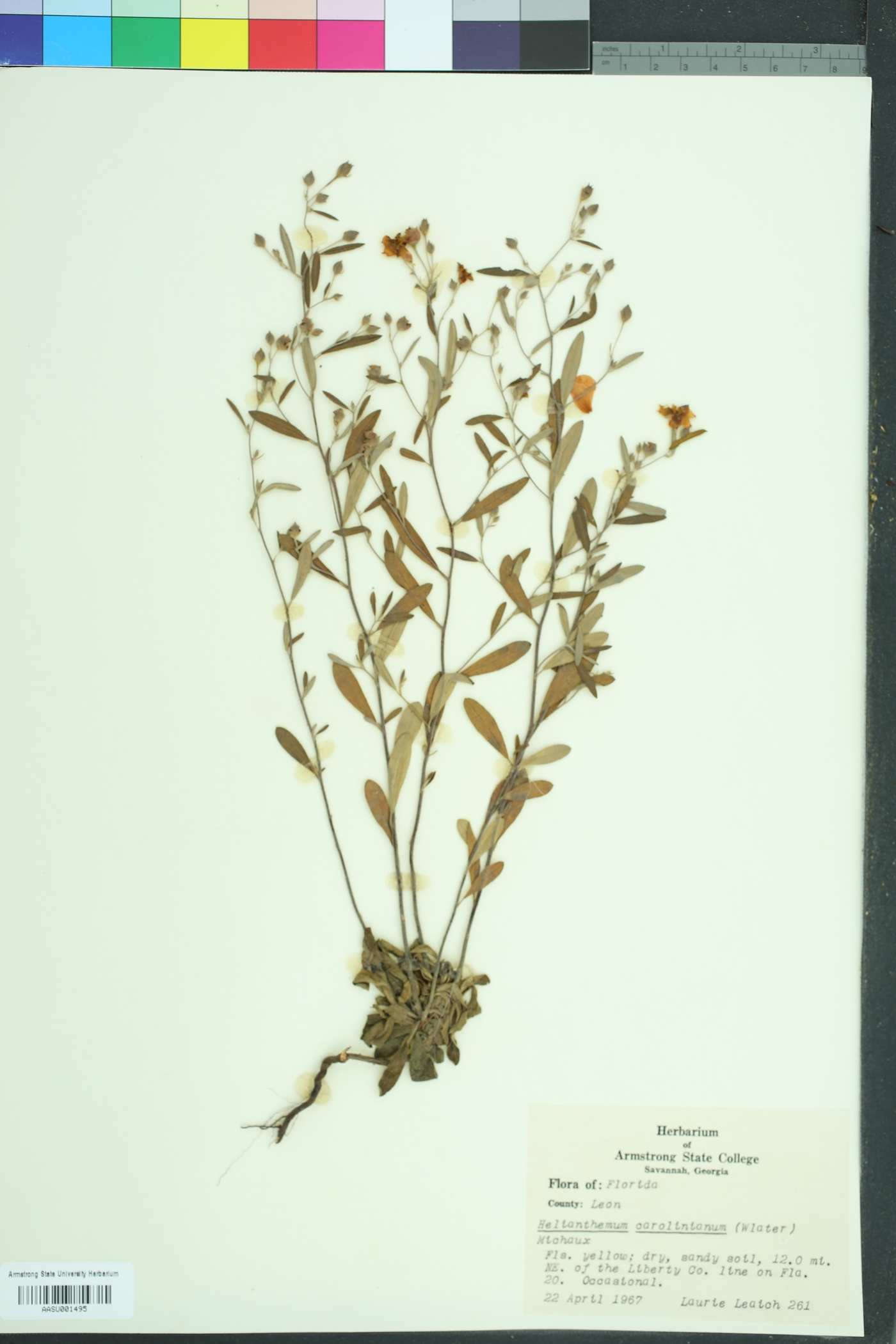 Crocanthemum carolinianum image