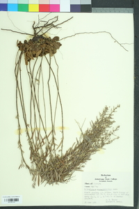 Helianthemum rosmarinifolium image