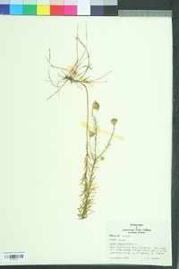 Ionactis linariifolia image