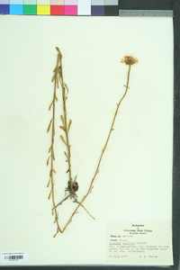 Balduina uniflora image