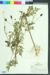 Bidens bipinnata image