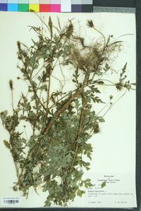 Bidens bipinnata image