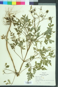 Bidens bipinnata image