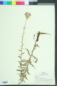 Cirsium virginianum image