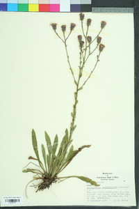 Carphephorus bellidifolius image