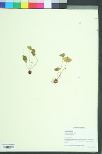 Oxalis violacea image