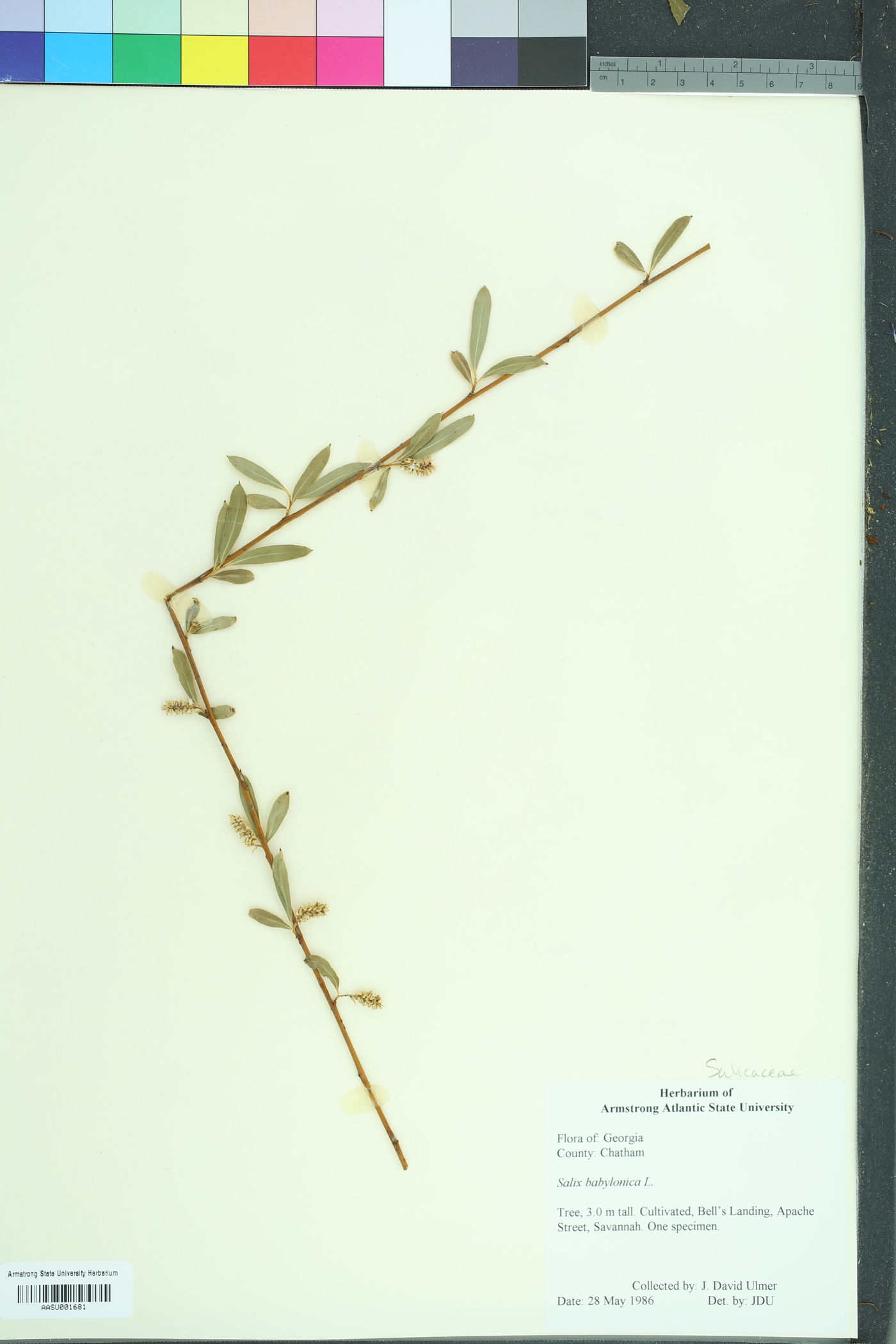 Salix pendulina image