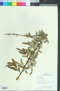 Salix caroliniana image