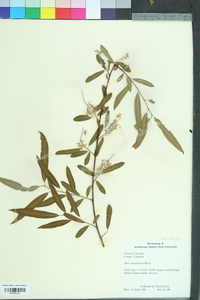 Salix caroliniana image