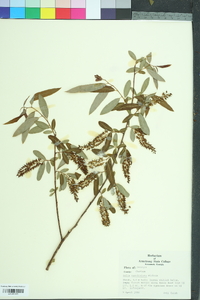 Salix caroliniana image