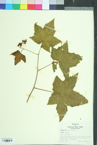 Rubus odoratus image