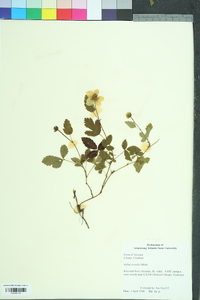 Rubus trivialis image