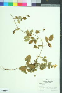 Rubus trivialis image