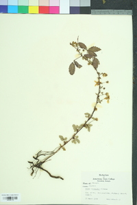 Rubus trivialis image