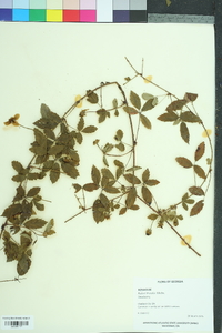 Rubus trivialis image