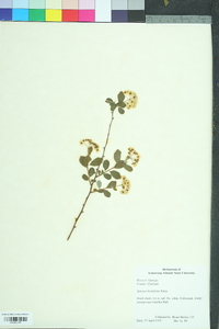 Spiraea betulifolia image