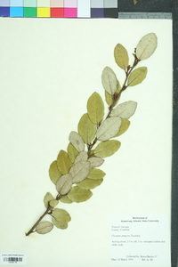 Elaeagnus pungens image