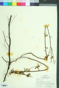 Berchemia scandens image