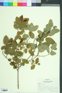 Berchemia scandens image