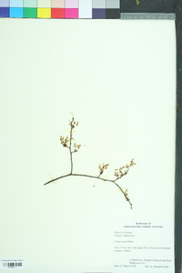 Ulmus alata image