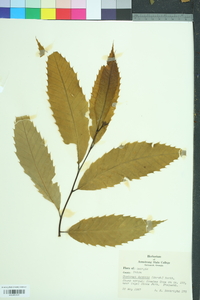 Castanea dentata image