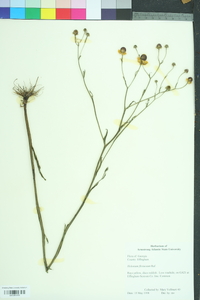 Helenium flexuosum image