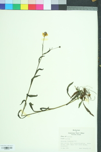 Helenium flexuosum image