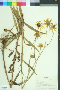 Helianthus angustifolius image