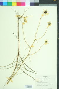 Helianthus angustifolius image