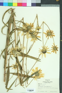 Helianthus angustifolius image