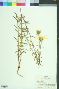 Helianthus simulans image