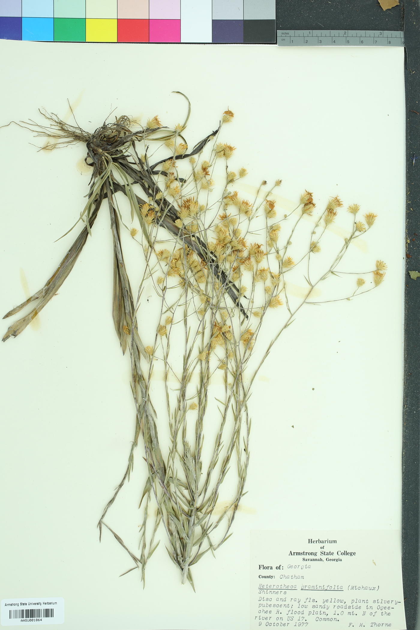 Pityopsis graminifolia image