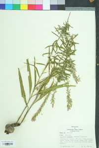 Liatris elegans image