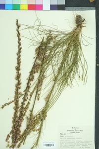 Liatris tenuifolia image