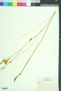 Lygodesmia aphylla image