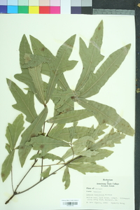 Quercus laurifolia image