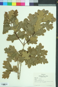 Quercus margarettae image