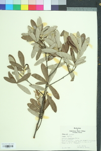 Quercus virginiana image