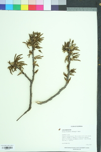 Carya illinoinensis image