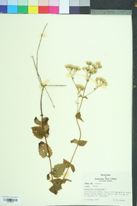 Ageratina aromatica image