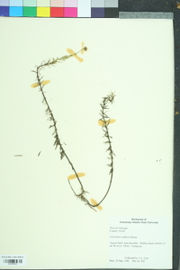 Sclerolepis uniflora image