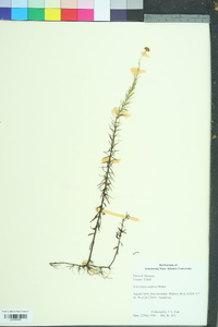 Sclerolepis uniflora image