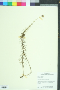 Sclerolepis uniflora image